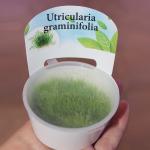    (Utricularia graminifolia), M 