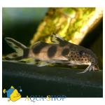  (Synodontis sp.), L 