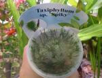    (Taxiphyllum sp. "Spiky"), M 