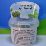  ""  (Ammania sp. "Bonsai"), M 
