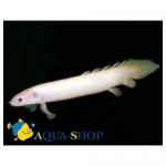    (Polypterus senegalus albino) M 