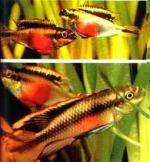 , , ,  (Pelvicachromis pulcher), XL 