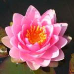      (Nymphaea Mdm Wilfron Gonnere pink), M 